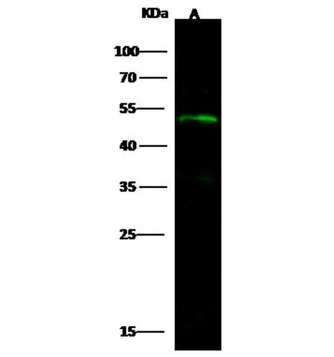 ECSIT Antibody in Western Blot (WB)