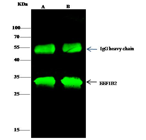 EEF1B2 Antibody in Immunoprecipitation (IP)