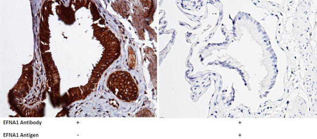 Ephrin A1 Antibody in Immunohistochemistry (Paraffin) (IHC (P))