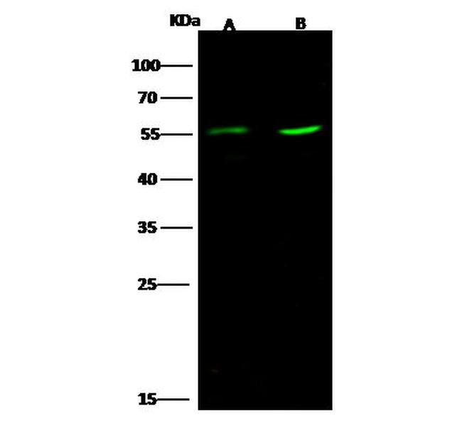 EGR1 Antibody in Western Blot (WB)