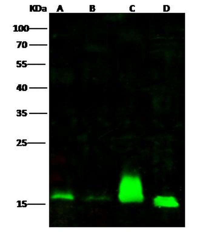 ENSA Antibody in Western Blot (WB)