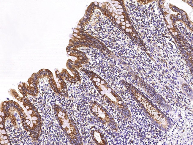 ETHE1 Antibody in Immunohistochemistry (Paraffin) (IHC (P))