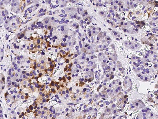 ETHE1 Antibody in Immunohistochemistry (Paraffin) (IHC (P))