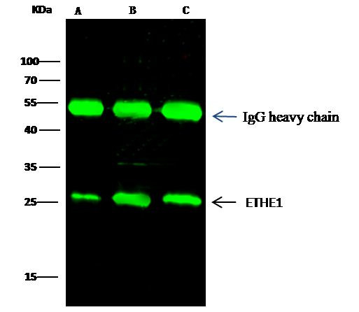 ETHE1 Antibody in Immunoprecipitation (IP)