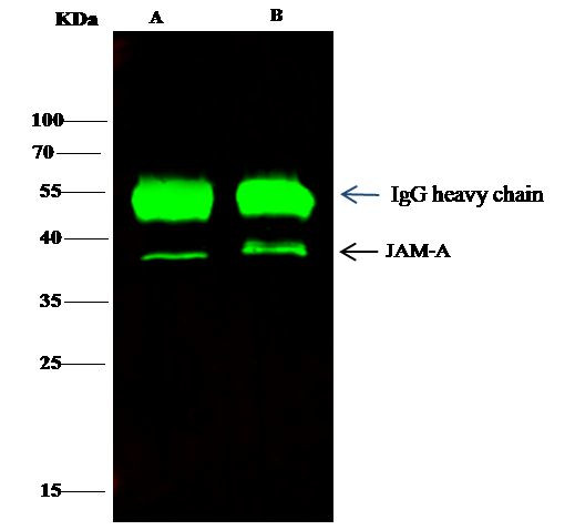 JAM-A (CD321) Antibody in Immunoprecipitation (IP)