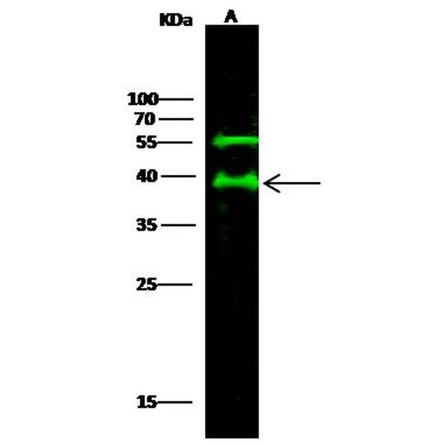 JAM-A (CD321) Antibody in Western Blot (WB)