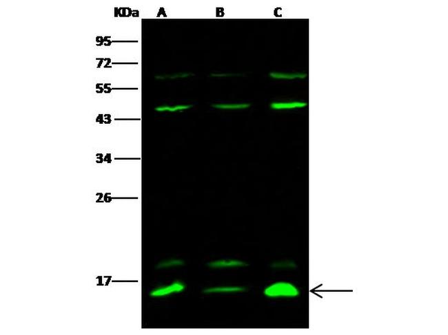 FABP5 Antibody in Western Blot (WB)