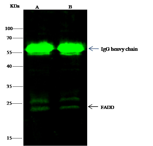 FADD Antibody in Immunoprecipitation (IP)