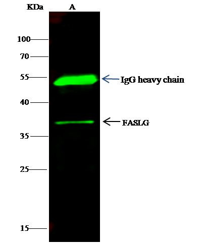 CD178 Antibody in Immunoprecipitation (IP)