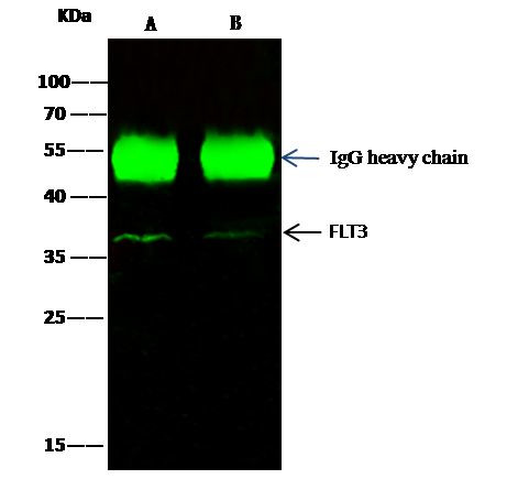 FLT3 Antibody in Immunoprecipitation (IP)