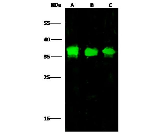 FLT3 Antibody in Western Blot (WB)