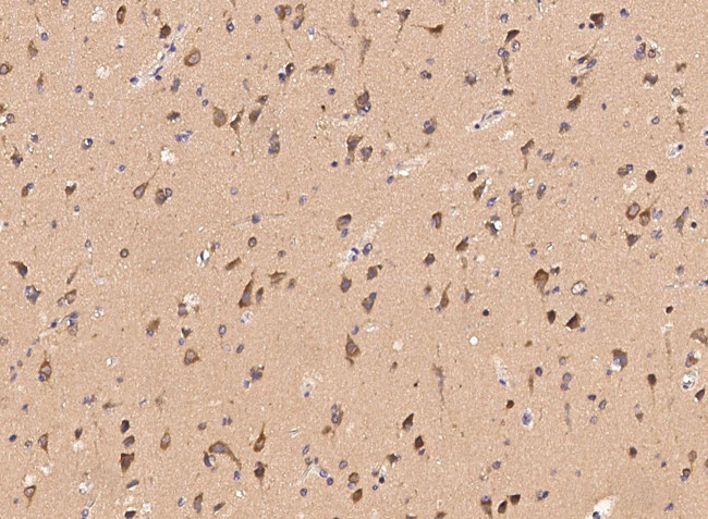 GABARAPL2 Antibody in Immunohistochemistry (Paraffin) (IHC (P))