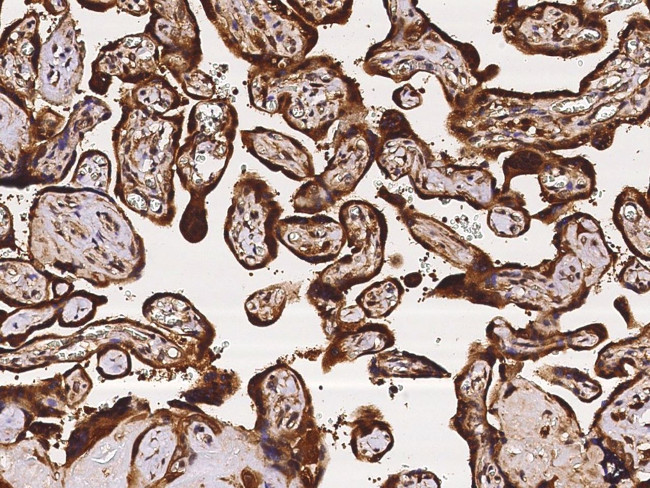 GALE Antibody in Immunohistochemistry (Paraffin) (IHC (P))