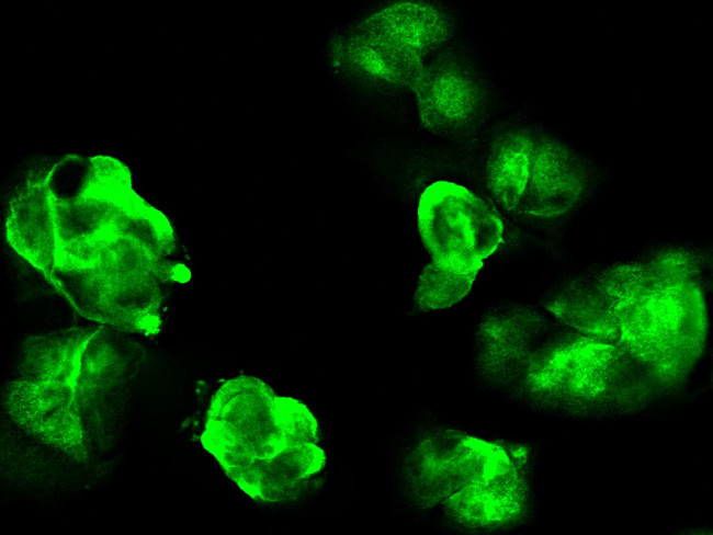 GALK1 Antibody in Immunocytochemistry (ICC/IF)