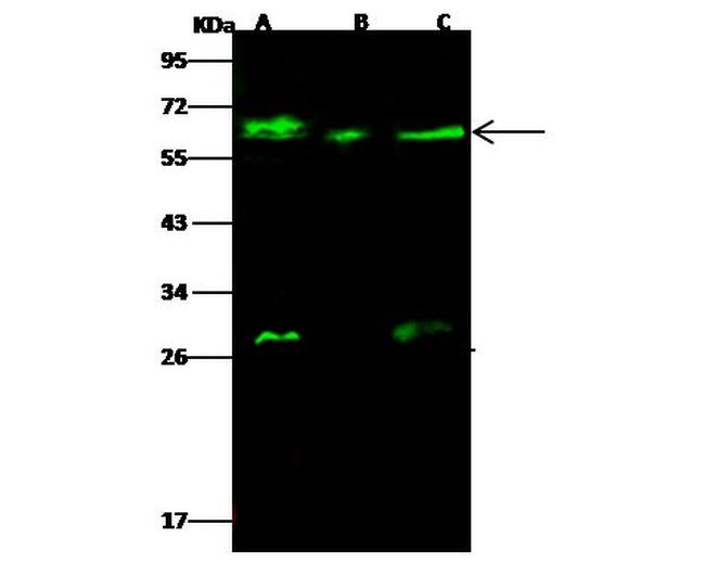 GALNT2 Antibody in Western Blot (WB)