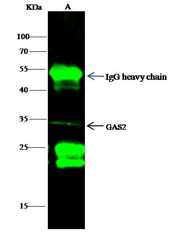 GAS2 Antibody in Immunoprecipitation (IP)