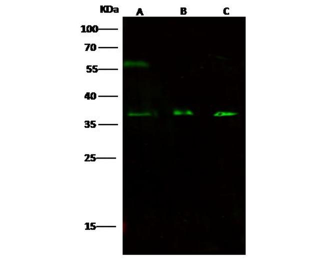 GAS2 Antibody in Western Blot (WB)