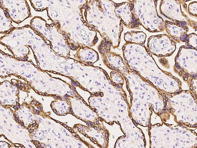 Growth Hormone Antibody in Immunohistochemistry (Paraffin) (IHC (P))