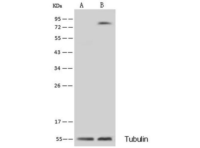 GOLPH2 Antibody in Western Blot (WB)