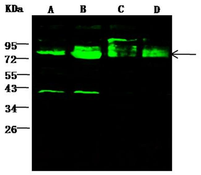 GOLPH2 Antibody in Western Blot (WB)