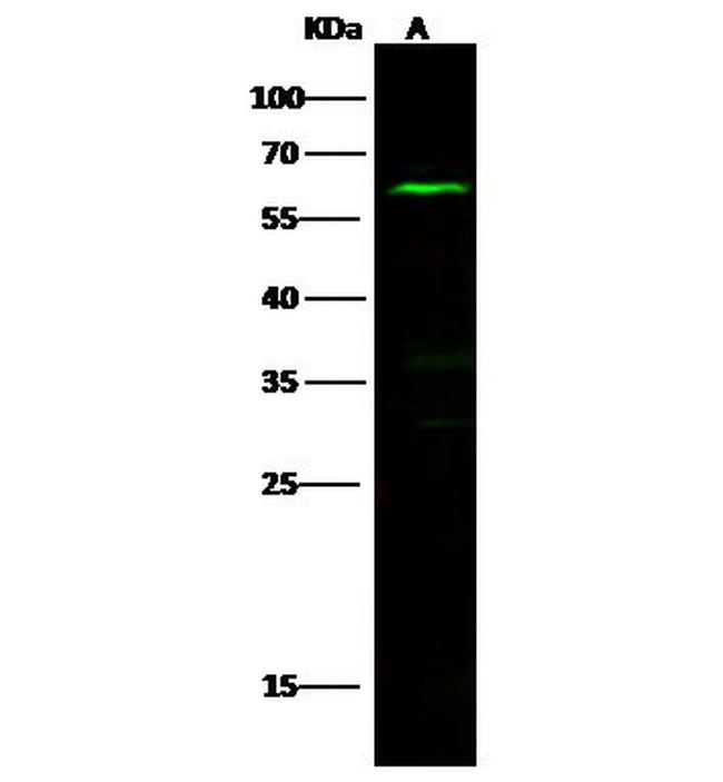 NLK Antibody in Western Blot (WB)