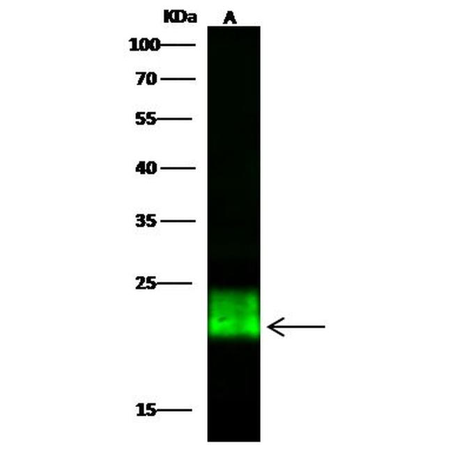 GPX1 Antibody in Western Blot (WB)