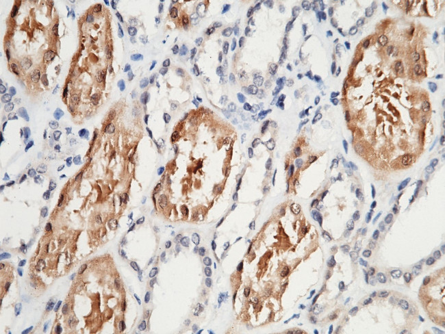 HAGH Antibody in Immunohistochemistry (Paraffin) (IHC (P))