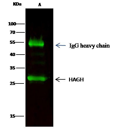 HAGH Antibody in Immunoprecipitation (IP)