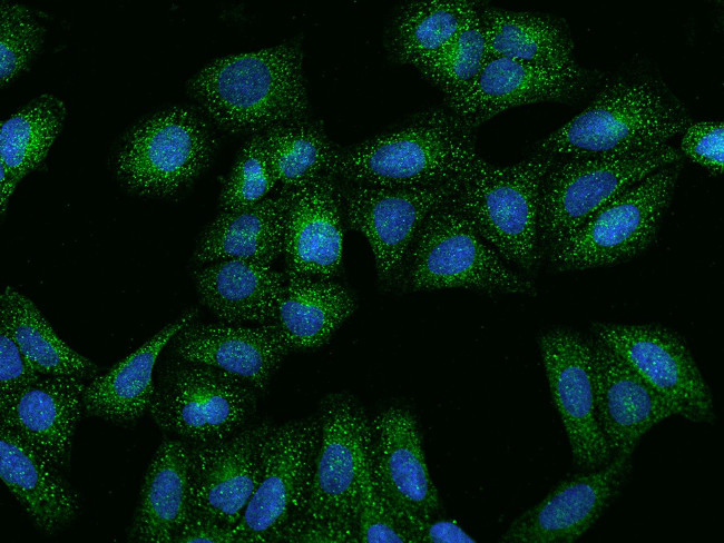 HGF Antibody in Immunocytochemistry (ICC/IF)