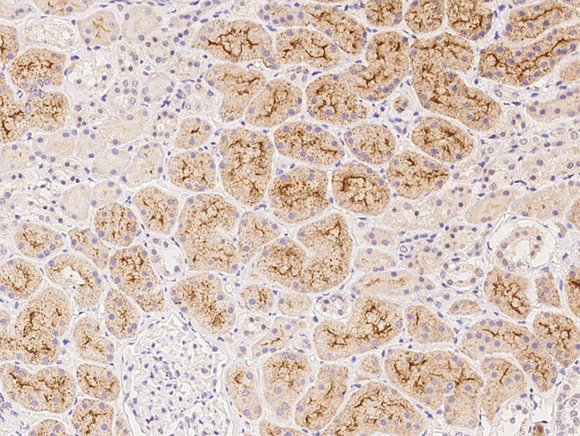 HGF Antibody in Immunohistochemistry (Paraffin) (IHC (P))