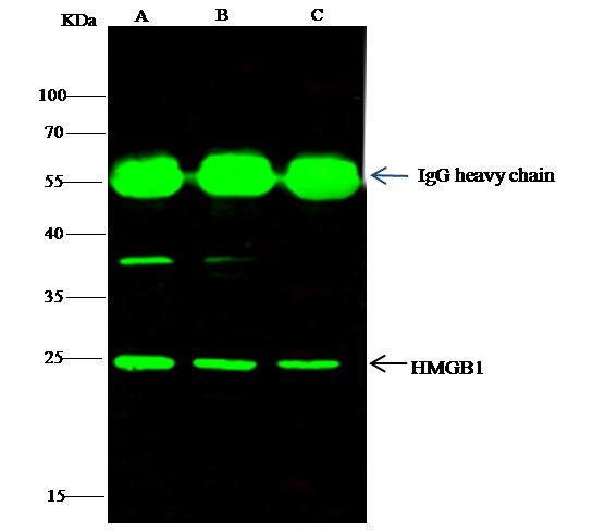 HMGB1 Antibody in Immunoprecipitation (IP)