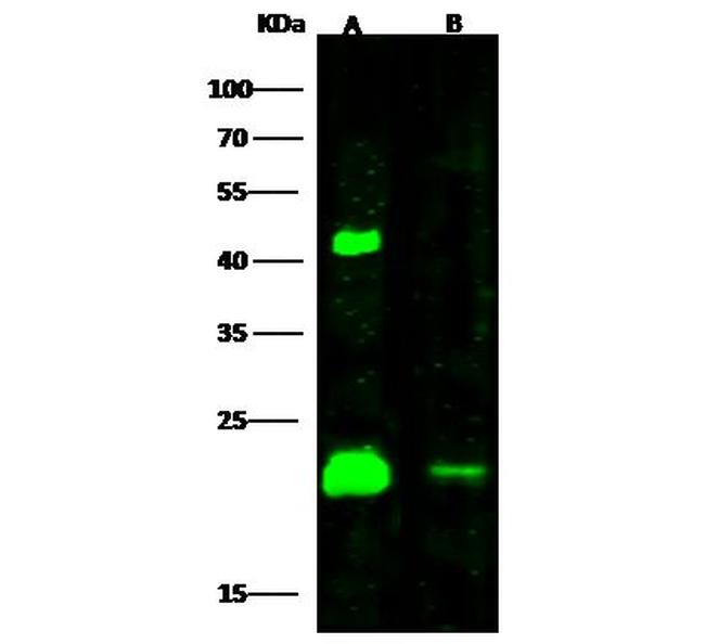 H-Ras Antibody in Western Blot (WB)