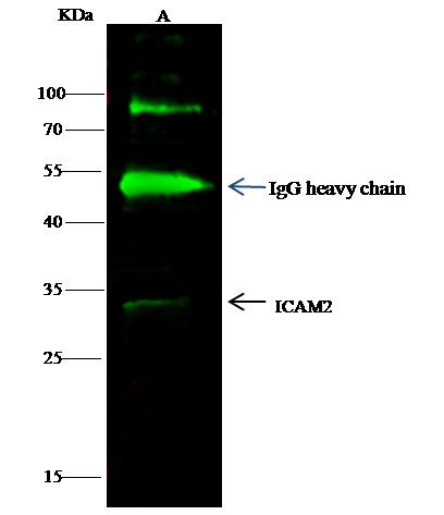 ICAM-2 Antibody in Immunoprecipitation (IP)