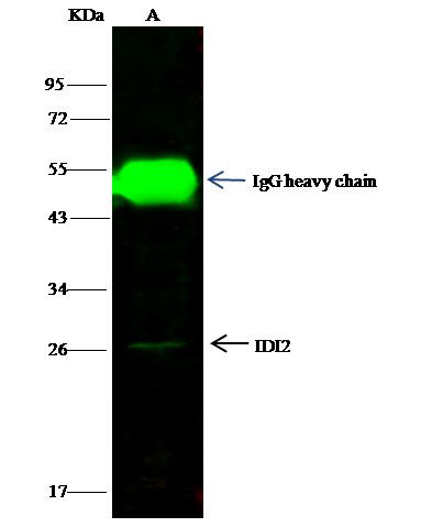 IDI2 Antibody in Immunoprecipitation (IP)