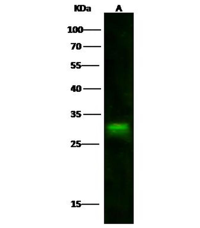 IFI30 Antibody in Western Blot (WB)