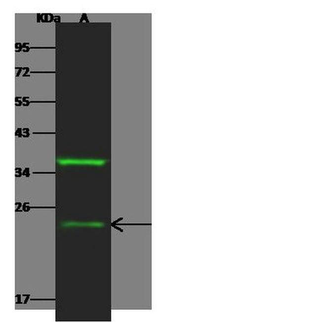 IFN alpha Antibody in Western Blot (WB)