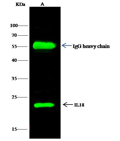 IL-18 Antibody in Immunoprecipitation (IP)