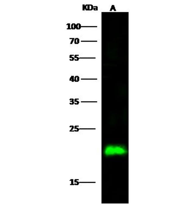 IL-18 Antibody in Western Blot (WB)