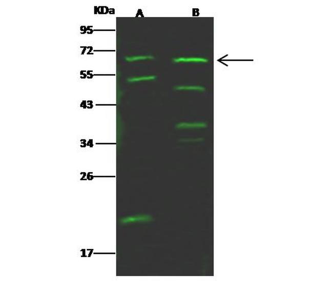 IL18RAP Antibody in Western Blot (WB)