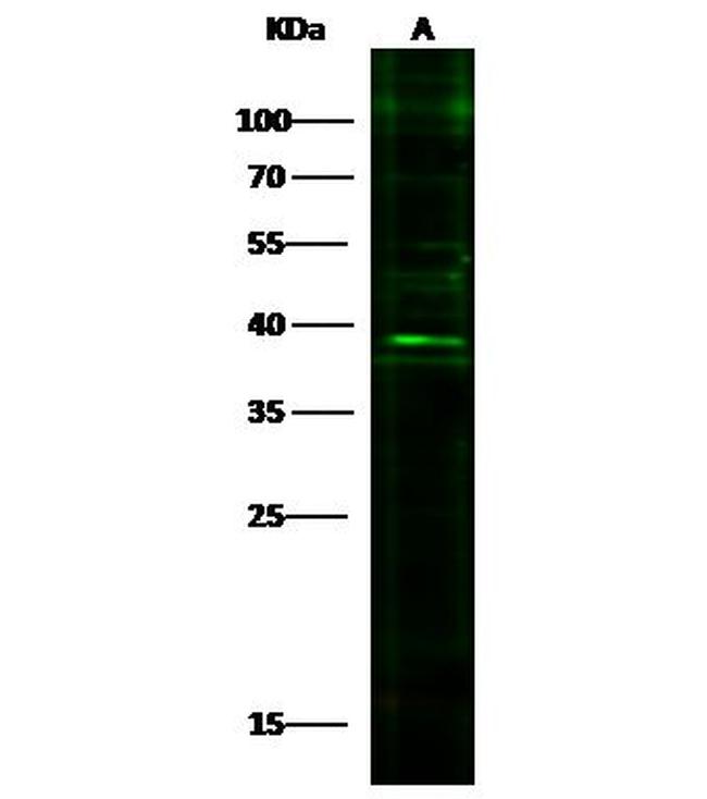 IL-33 Antibody in Western Blot (WB)