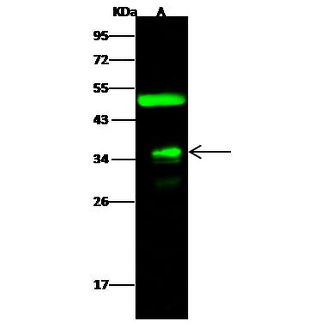 FOLR4 Antibody in Western Blot (WB)