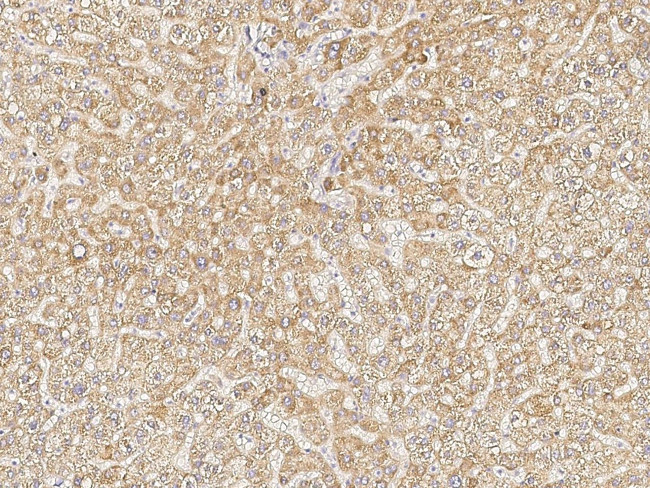 PHF17 Antibody in Immunohistochemistry (Paraffin) (IHC (P))