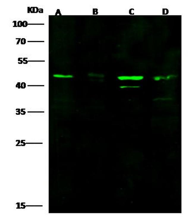 KAZALD1 Antibody in Western Blot (WB)