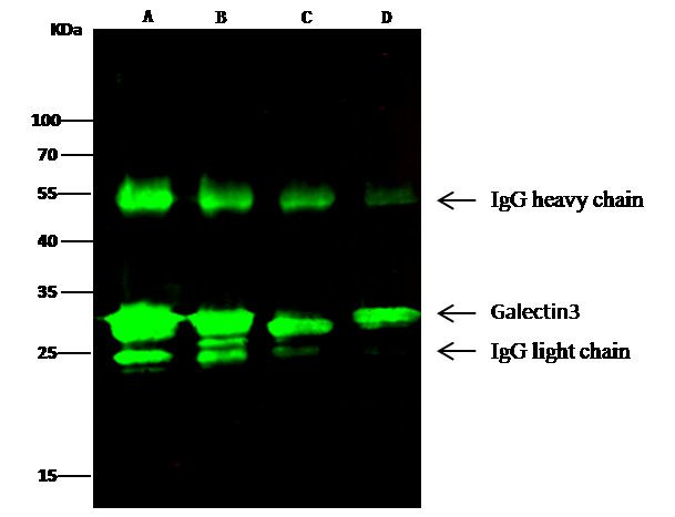 Galectin 3 Antibody in Immunoprecipitation (IP)