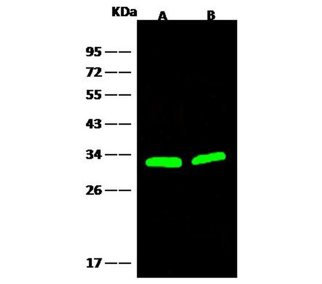 Galectin 3 Antibody in Western Blot (WB)