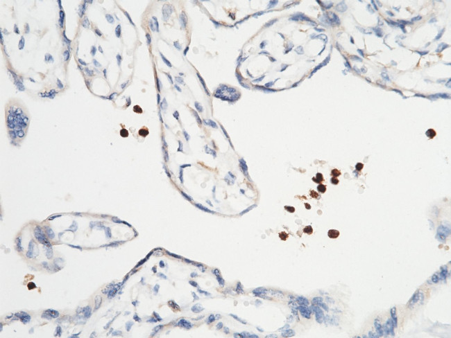 Lactoferrin Antibody in Immunohistochemistry (Paraffin) (IHC (P))