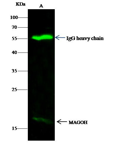MAGOH Antibody in Immunoprecipitation (IP)