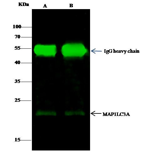 LC3A Antibody in Immunoprecipitation (IP)