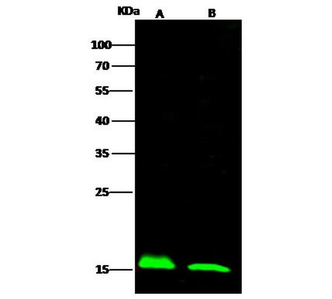 LC3A Antibody in Western Blot (WB)