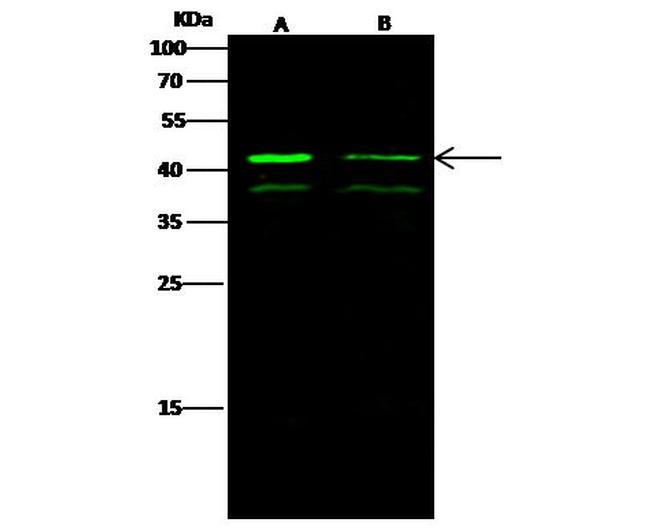 ERK1 Antibody in Western Blot (WB)